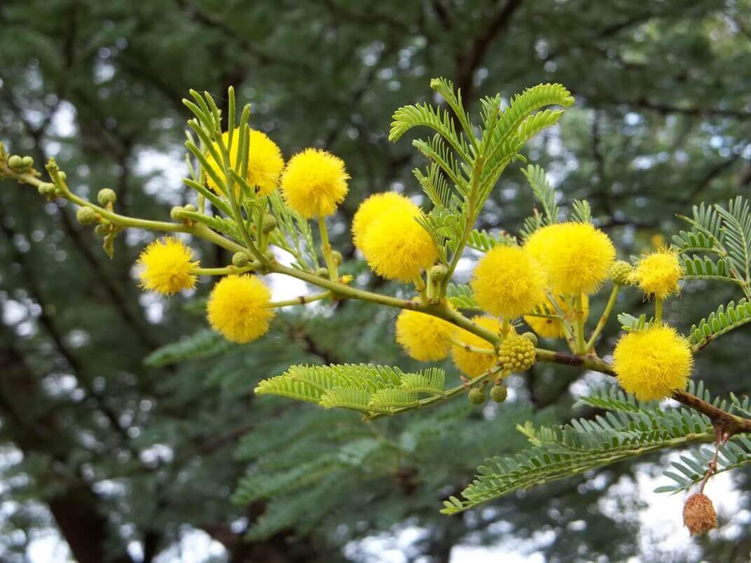 acacia-species-thorntree-plantinfo