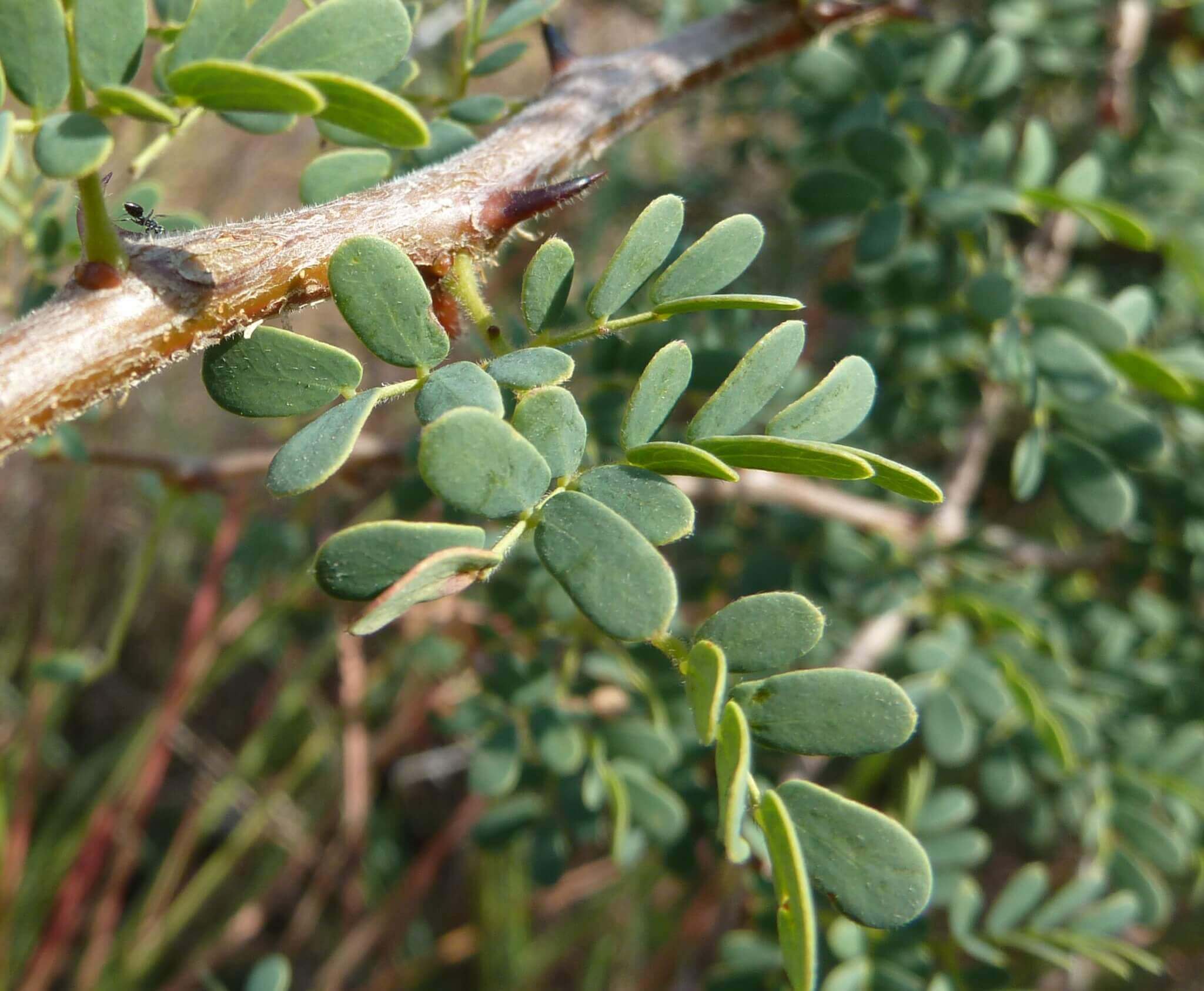 Acacia mellifera (Black thorn) - Plantinfo