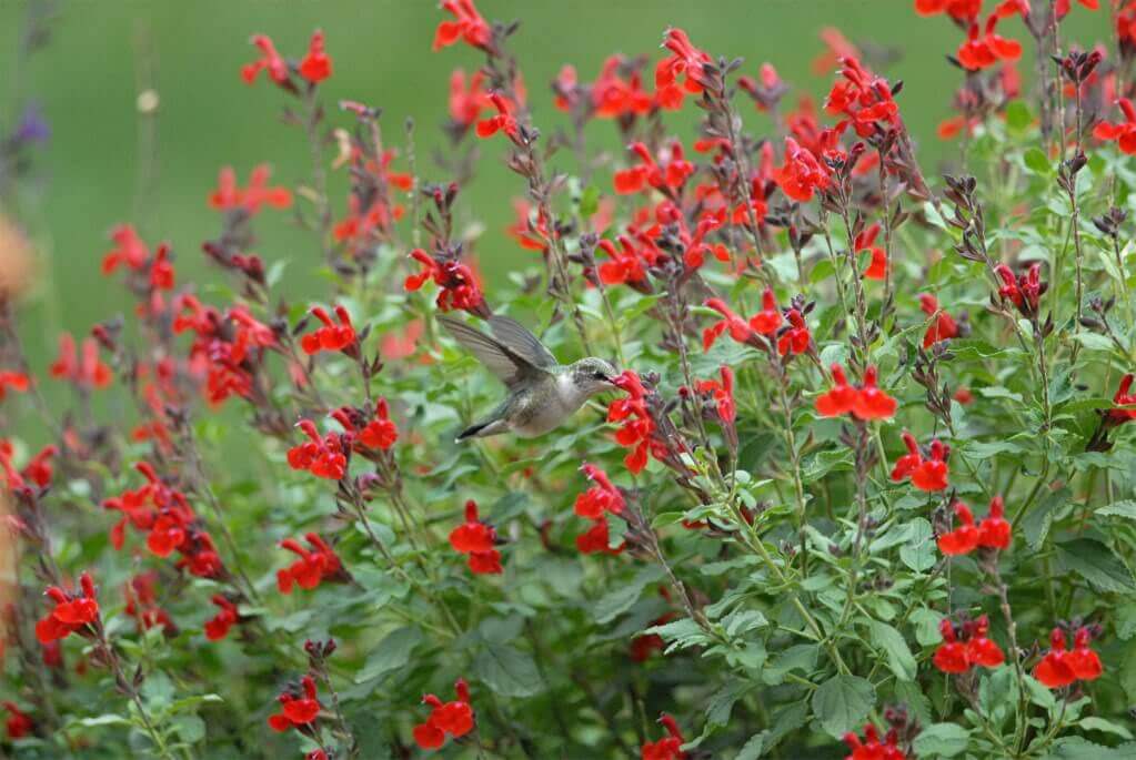 Salvia greggii Mesa (Autumn sage) - Plantinfo