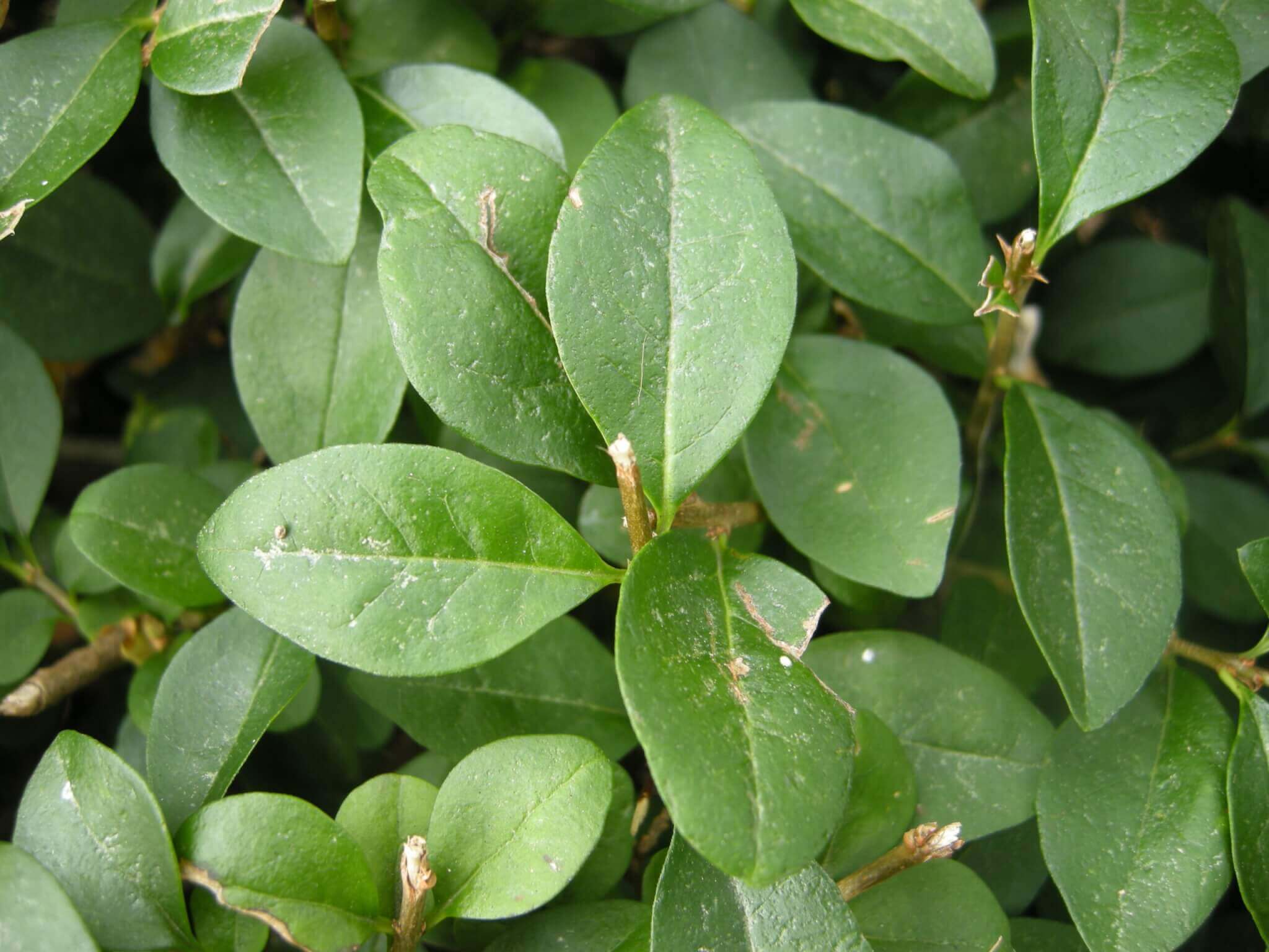 Ligustrum species privet plantinfo