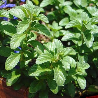 Mentha pulegium (Pennyroyal) - Plantinfo