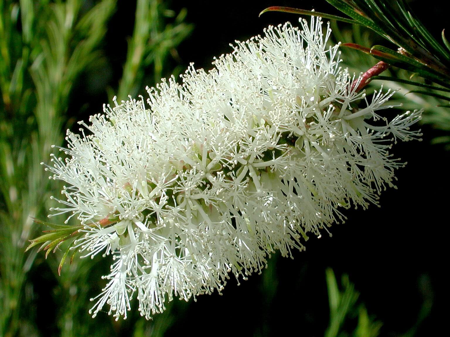 melaleuca-species-melaleuca-broad-leaved-paperbark-punk-tree-tree