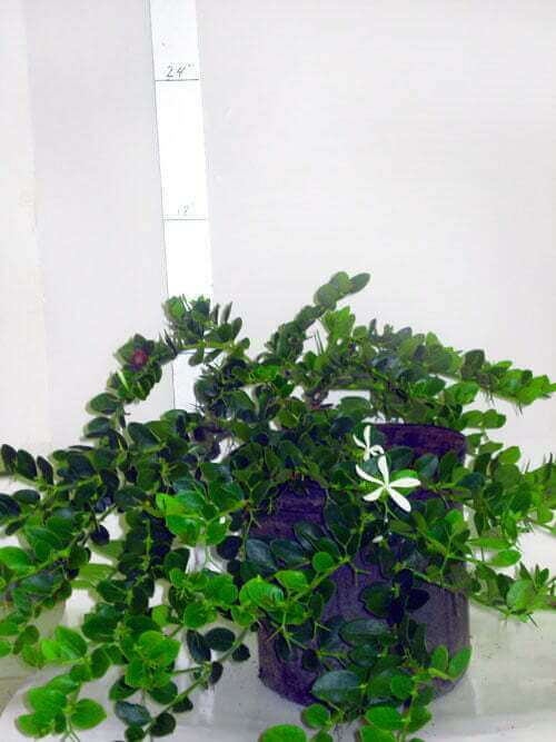 Carissa macrocarpa 'Green Carpet' (Dwarf NumNum,) Plantinfo