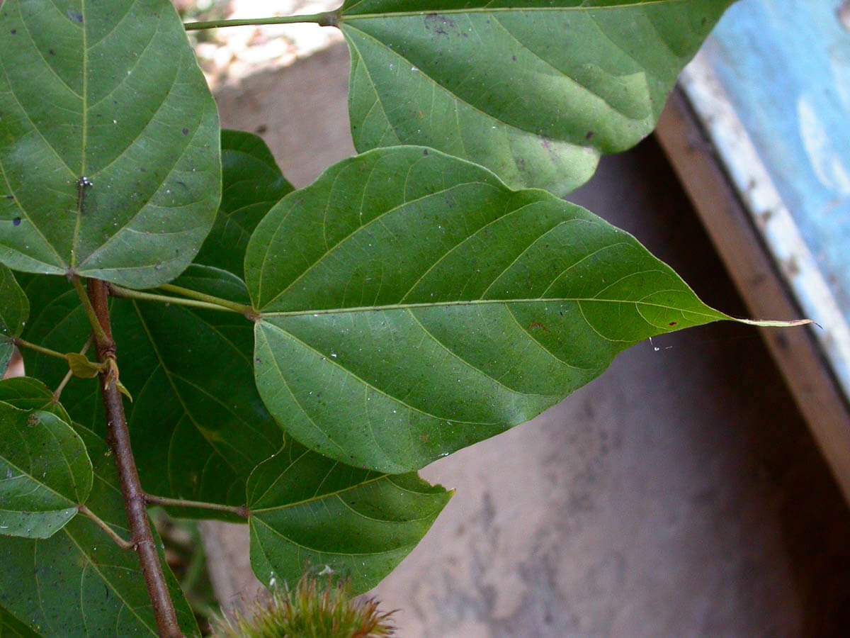 Bixa orellana (Lipstick tree) - Plantinfo