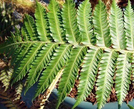 Cyathea brownii (Norfolk island tree fern) - Plantinfo