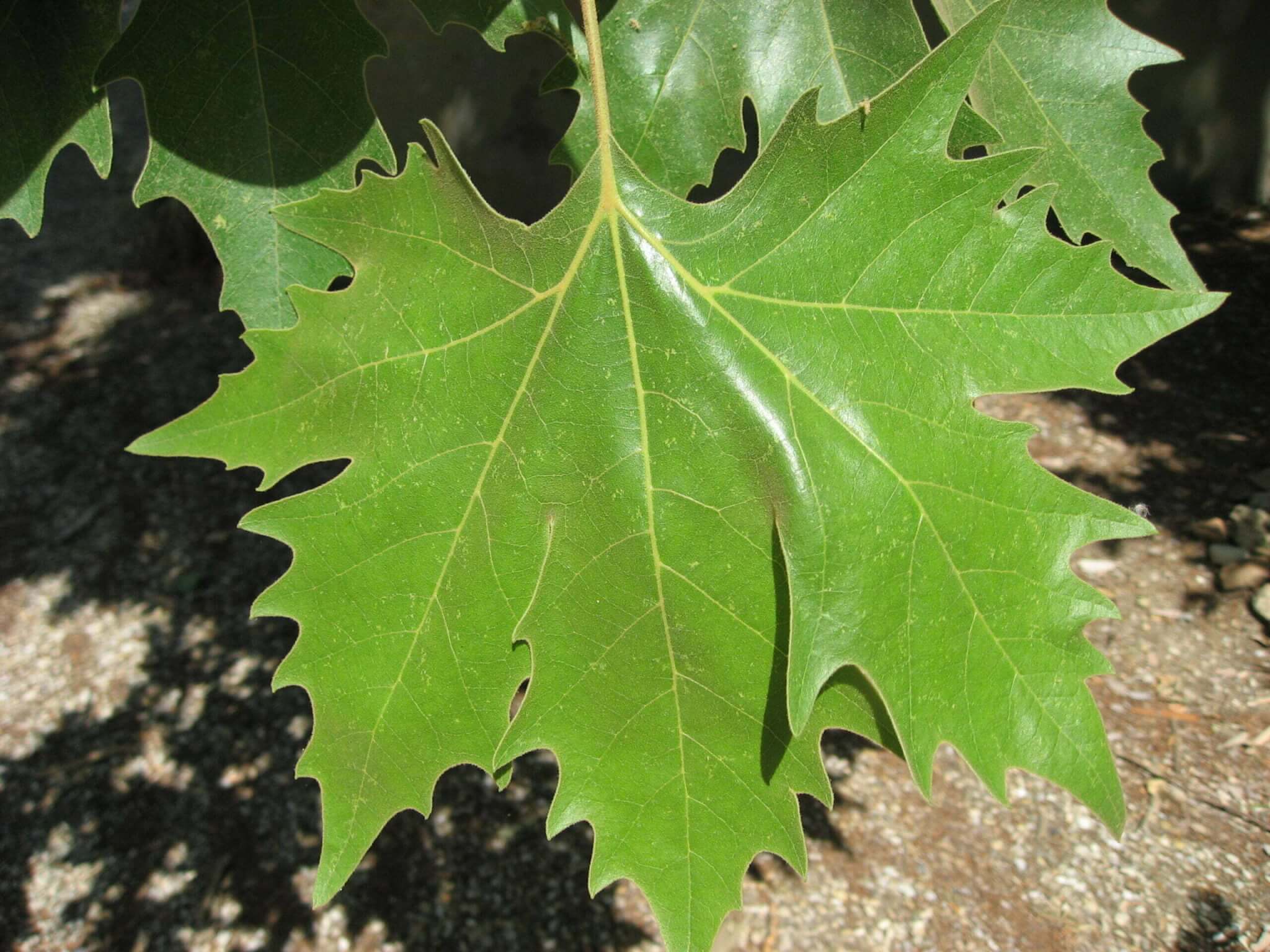 Platanus x acerifolia (London plane) - Plantinfo