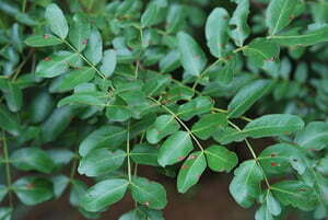 Schotia Brachypetala (weeping Boer Bean) - Plantinfo