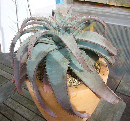 Aloe Suprafoliata (Book Aloe) - Plantinfo