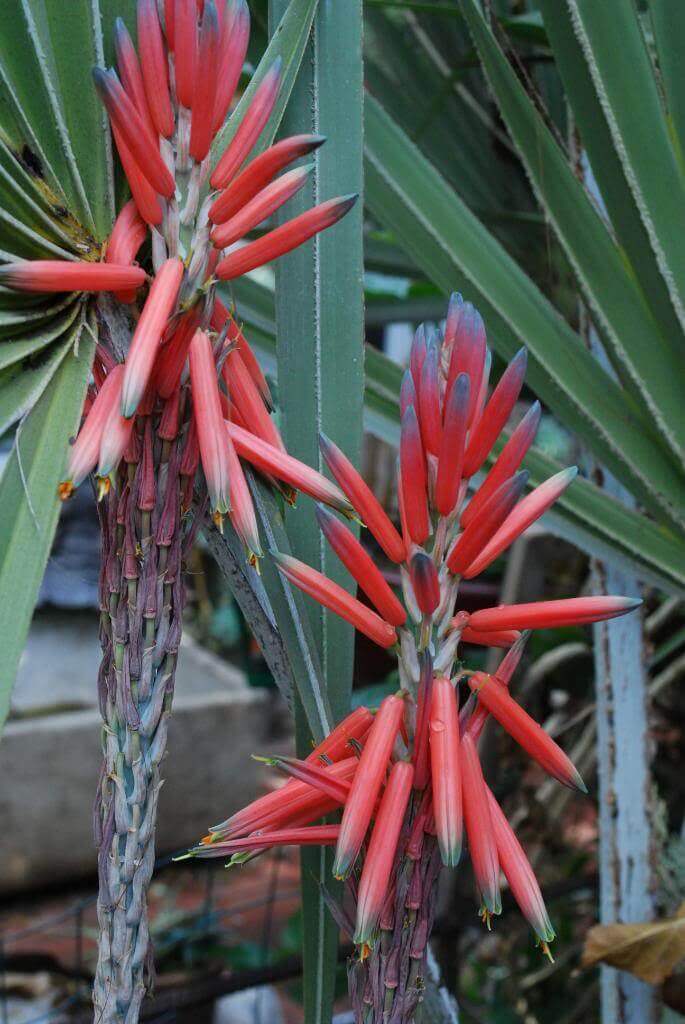 Aloe Suprafoliata (Book Aloe) - Plantinfo