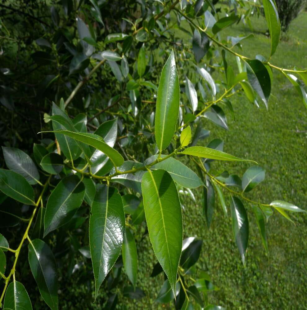 Salix Species (Osier, Willow) - Plantinfo