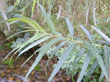 Salix Species (Osier, Willow) - Plantinfo