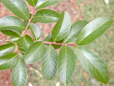 Lagerstroemia species (Crape Myrtle) - Plantinfo