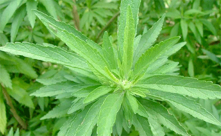 leonurus leonotis plantinfo
