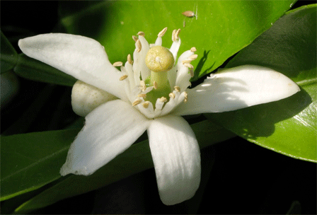 Citrus reticulata (Mandarin orange) - Plantinfo