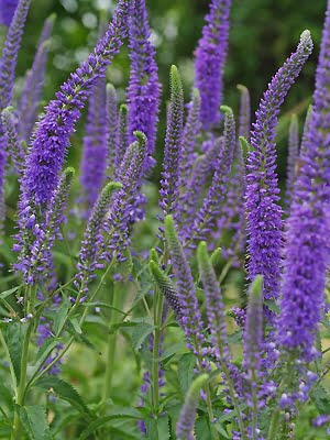 Veronica longifolia (Blue speedwell) - Plantinfo