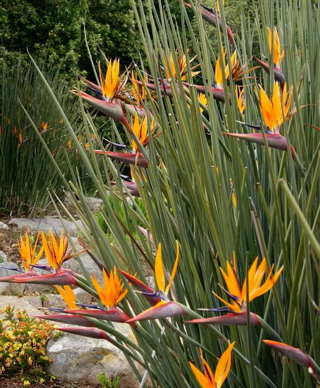 Strelitzia Juncea Rush leaved Strelizia Spiky Crane Flower Plantinfo Strelitzia Juncea Rush leaved Strelizia Spiky Crane Flower Plantinfo