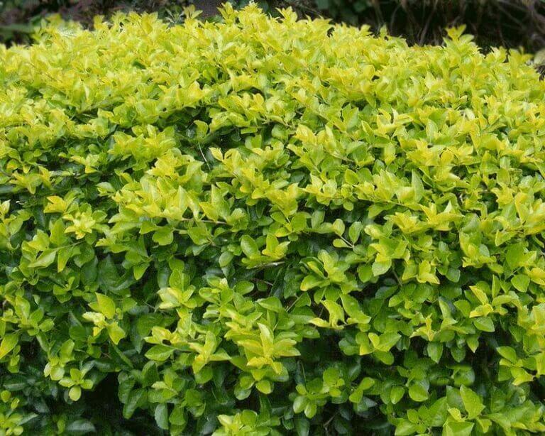 Duranta erecta 'Sheena's Gold' (Tree forget-me-not) - Plantinfo