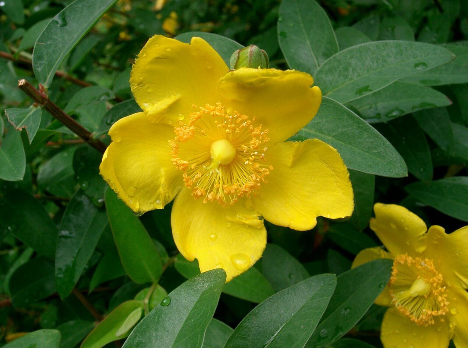 Hypericum patulum ‘Hidcote’ (‘Hidcote’) - Plantinfo