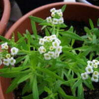 Lobularia maritima foliage