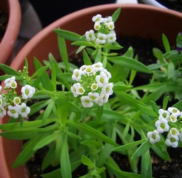 Lobularia maritima foliage
