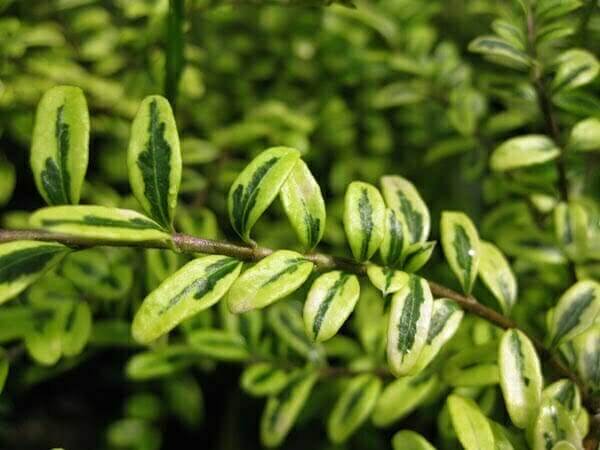 Lonicera nitida 'Lemon Queen' (Box honeysuckle) - Plantinfo