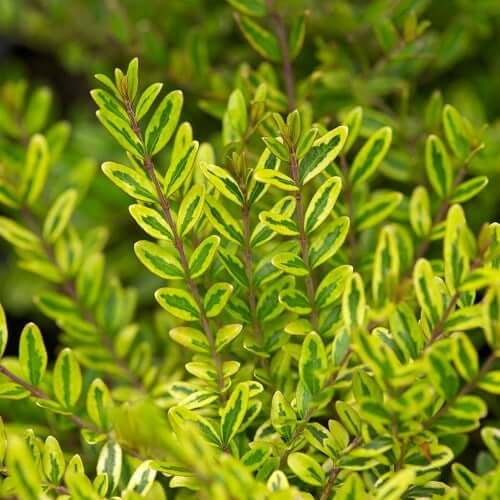 Lonicera nitida 'Lemon Queen' (Box honeysuckle) - Plantinfo