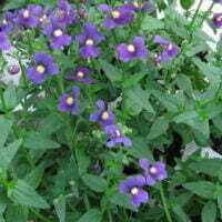 Nemesia strumosa x hybrids