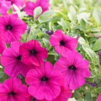Petunia spp