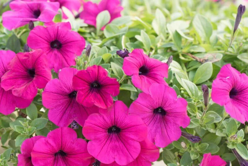 Petunia spp