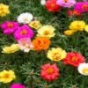 Portulaca grandiflora