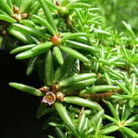 Portulaca grandiflora