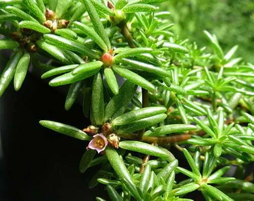 Portulaca grandiflora