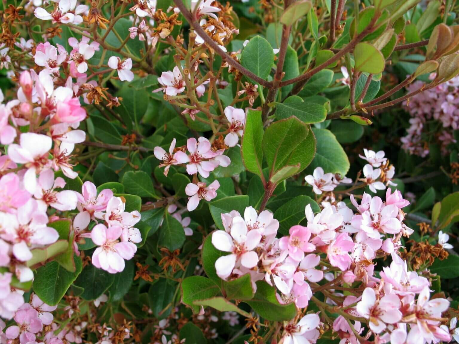 Rhaphiolepis x delacourii 'Kruschenia' (Kruschen's pink, Indian