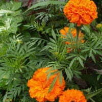 Tagetes erecta