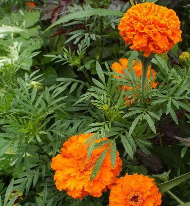 Tagetes erecta