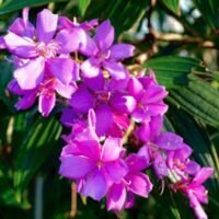 Tibouchina granulosa ‘Violet’