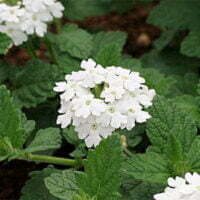 Verbena x hybrids foliage leaves