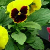 Viola wittrockiana