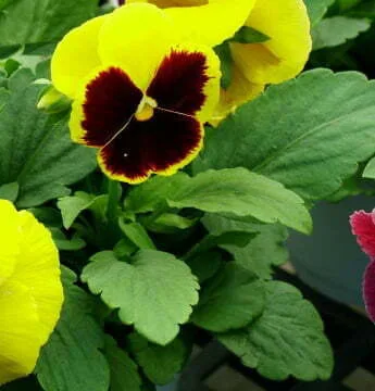 Viola wittrockiana