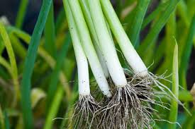 Spring Onions – Grow Guide - BBC Gardeners' World Magazine