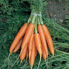 Daucus carota (Carrots) - Plantinfo