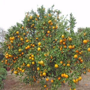 Citrus unshiu (Naartjie) - Plantinfo