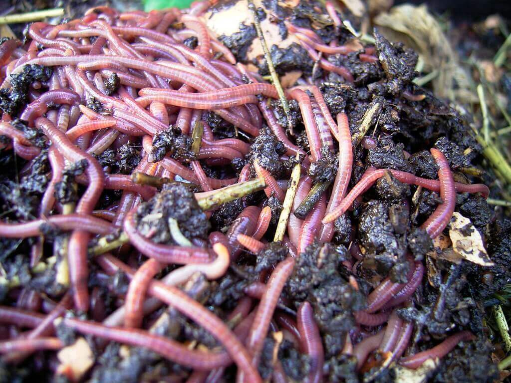 Worm farm, red wiggler worms for vermicomposting