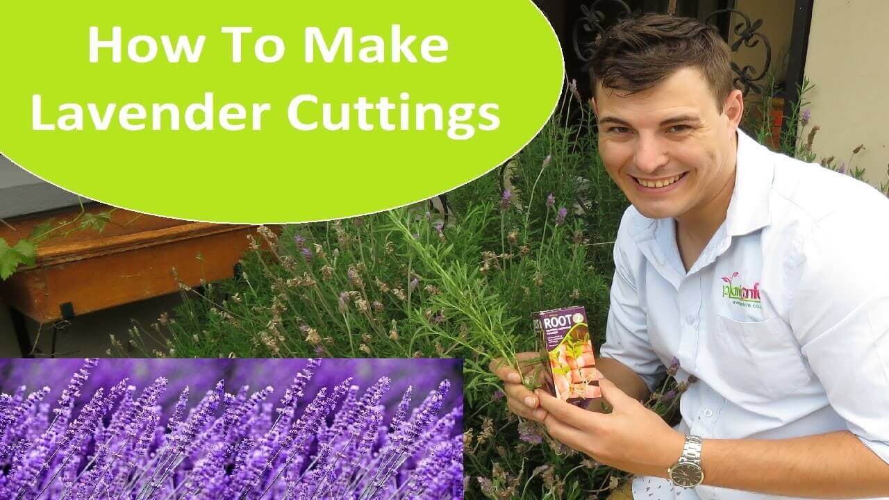 How To Grow Lavender From Cuttings Plantinfo