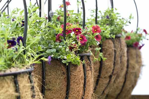 How to plant a flower hanging basket and container gardening tips ...