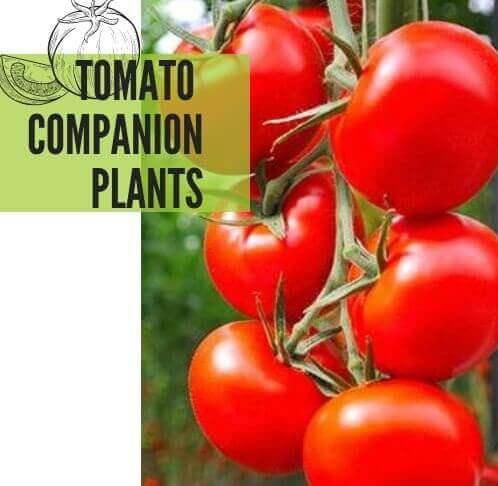 COMPANION PLANTS FOR TOMATOES - Plantinfo