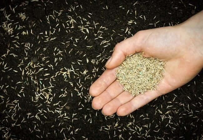 How to plant grass seed in spring for a lush green lawn. a hand holding grass seed over open soil