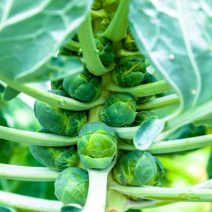 when to plant brussel sprouts