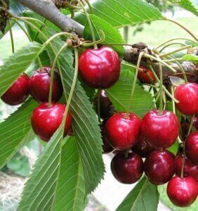 Cherry fruits in a cherry tree