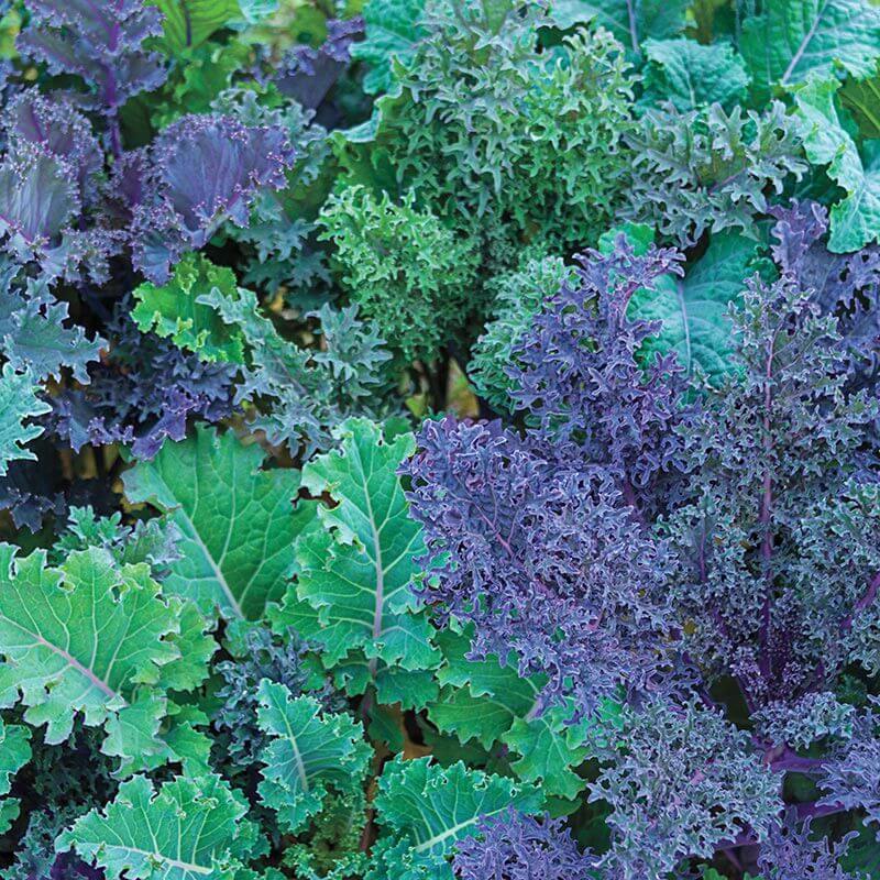 kale-when-to-plant-this-wonder-vegetable-in-south-africa-plantinfo